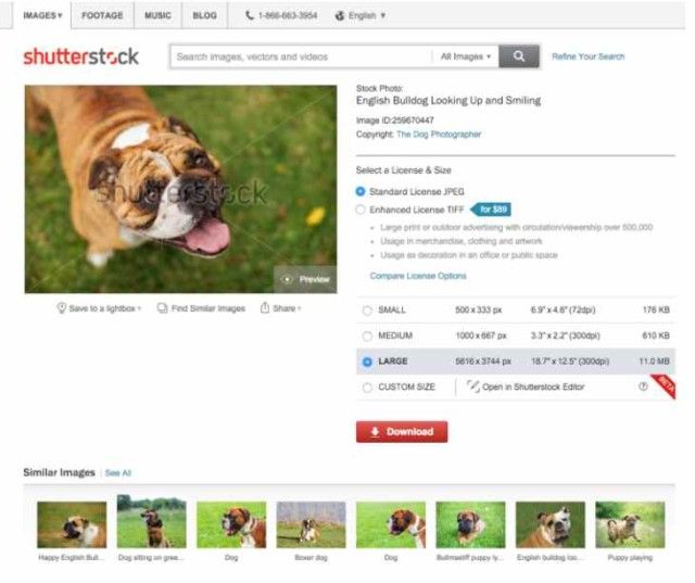 Shutterstock começa a usar inteligência artificial ...